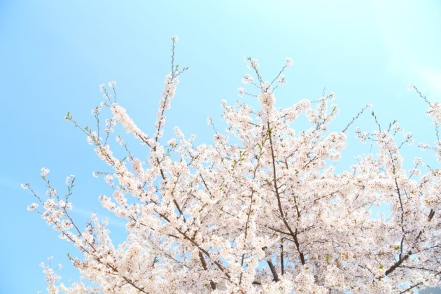 桜・イメージ