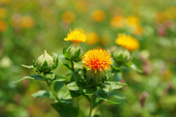 safflower